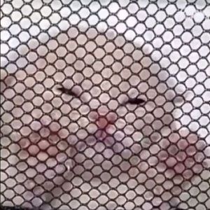 Meet your Posher, Jackie